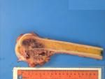 3 NMSP Circulation A21 - Bone case B4.jpg